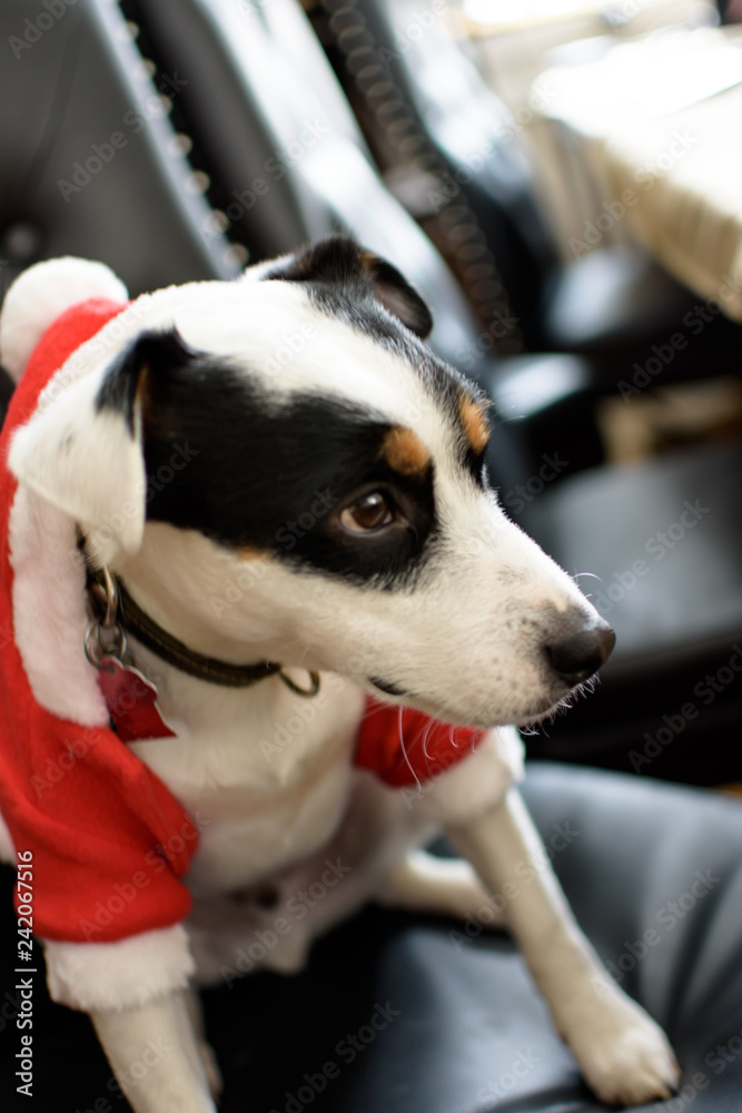 Cute dog in Santa suit holiday Christmas puppy dog Cute dog in Santa suit holiday Christmas puppy dog