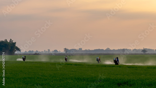 Workers spraying chemicals in green rice fields.