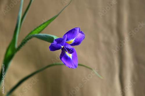 正月の花にも使われる西洋菖蒲 絹織物背景 Stock Photo Adobe Stock