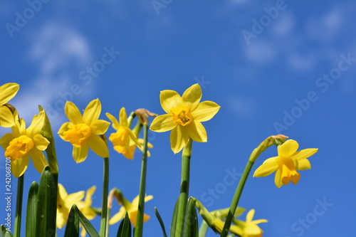 青空 可愛いミニ水仙 明るい黄色い花 冬 Stock Photo Adobe Stock