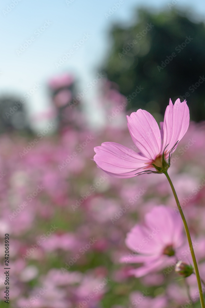 Cosmos flower field on a sunny day Cosmos flower field on a sunny day