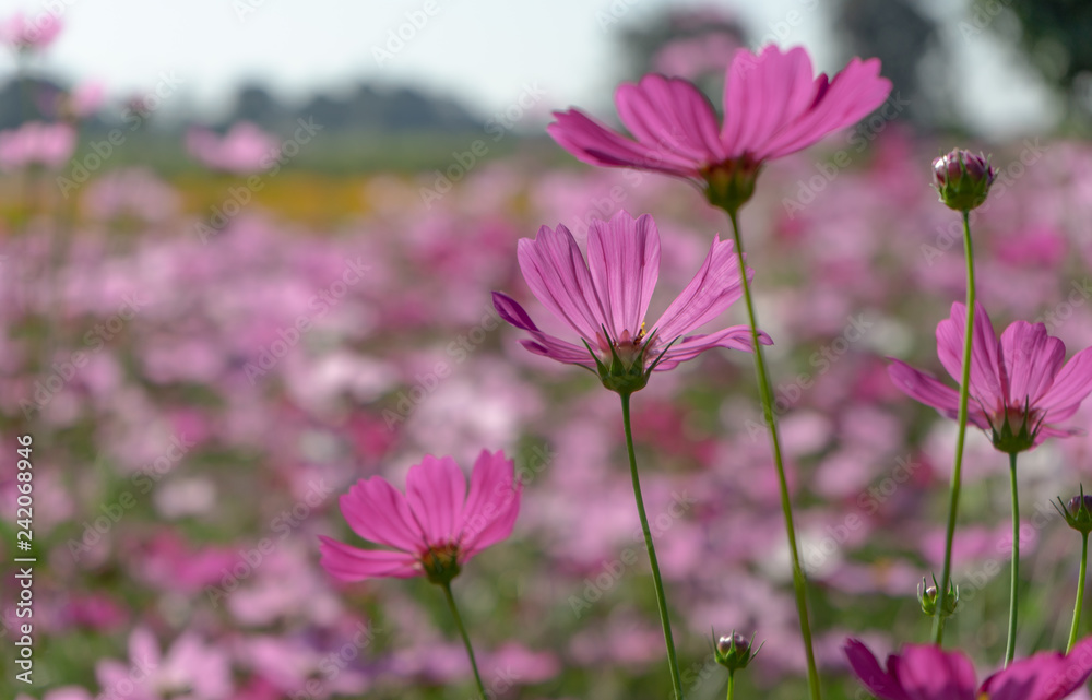 Cosmos flower field on a sunny day Cosmos flower field on a sunny day