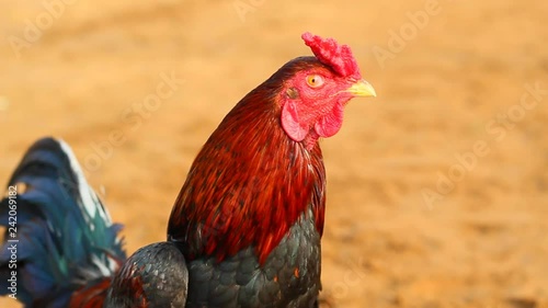portrait of a rooster