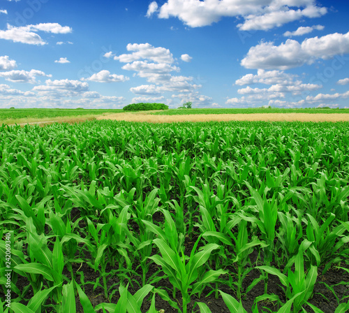green Corn Field