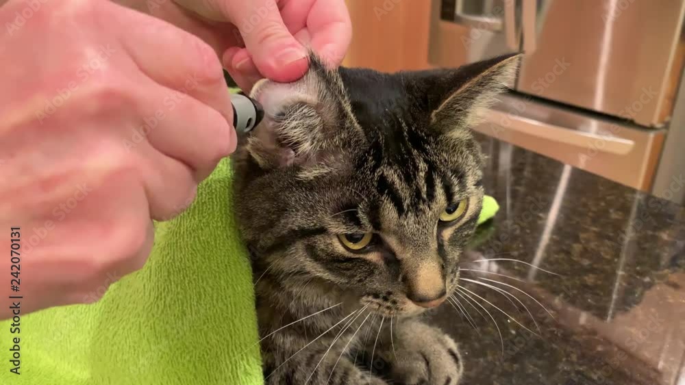 Cat Blood Glucose Test. Taking drop of blood from diabetic tabby cat