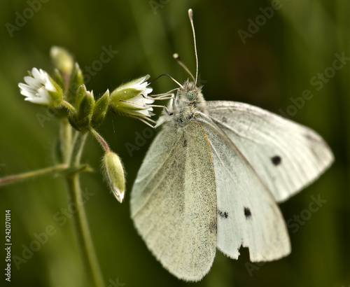 Weißer Schmetterling sitzt und saugt an einer weißen, kleinen Blume