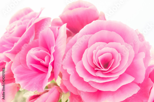Pink begonia flowers. Full blooming in flower garden of lush blossom of begonia