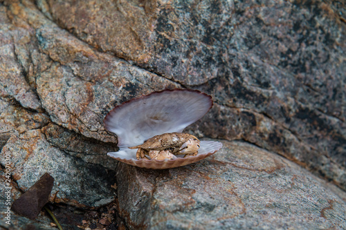 The little crab sits in a shell