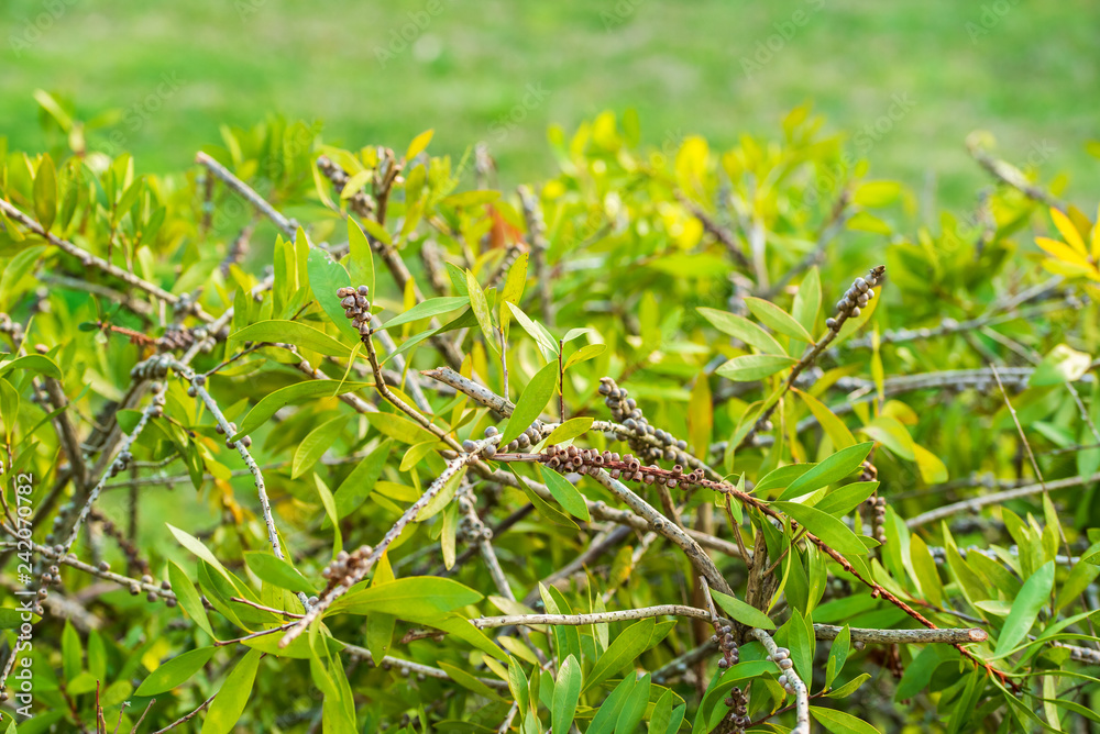 Fototapeta premium green bush background