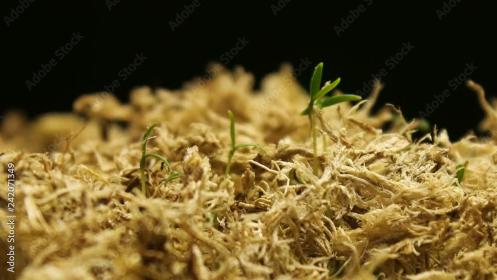 Spring Timelapse with Growing Plants Spring Timelapse with Growing Plants