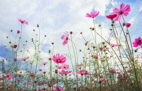 Close up cosmos flower in the filed with blue sky and cloud