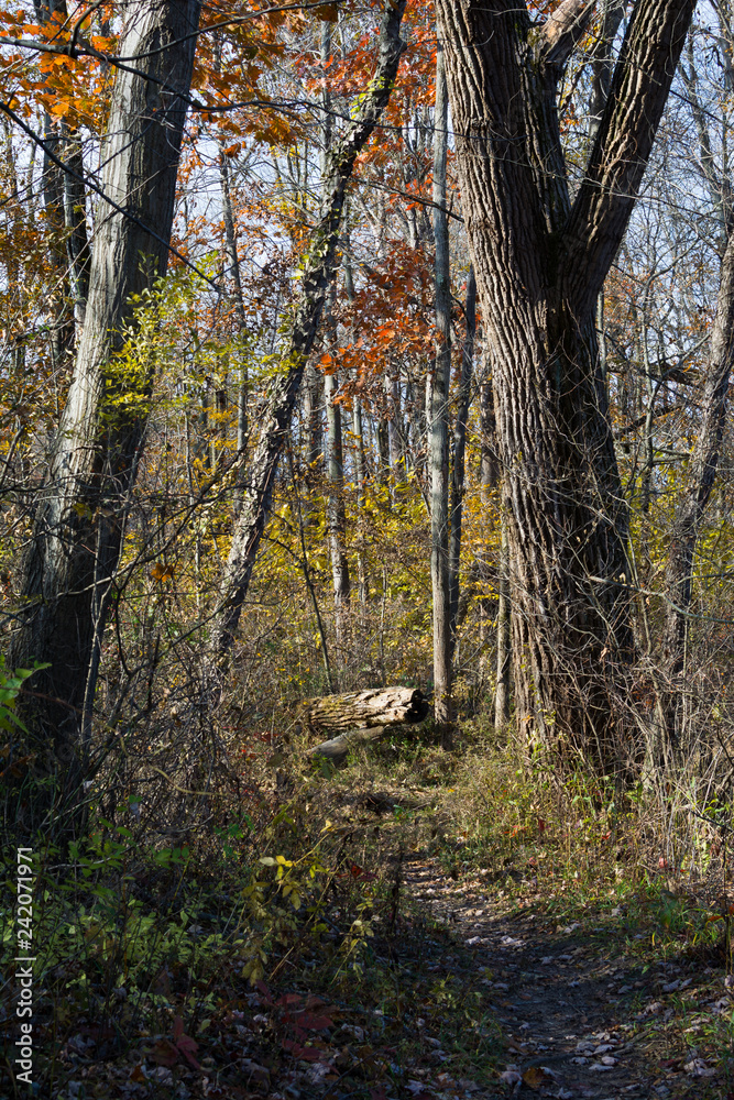 Autumn colors in the woods. Indiana Dunes State Park, Indiana, USA Autumn colors in the woods. Indiana Dunes State Park, Indiana, USA