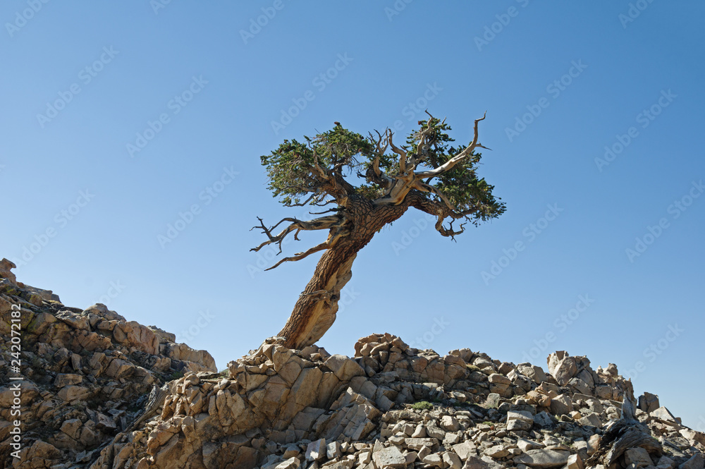 Lone Contorted Pine Tree