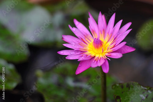 Purple lotus and blurred background 