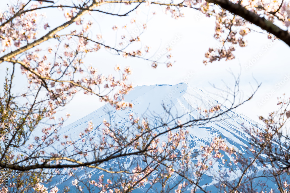 Sakura cherry blossoms branch in front Fuji mount on white isolated sky background, blue Fuji Mt. in Japan. Sakura cherry blossoms branch in front Fuji mount on white isolated sky background, blue Fuji Mt. in Japan.