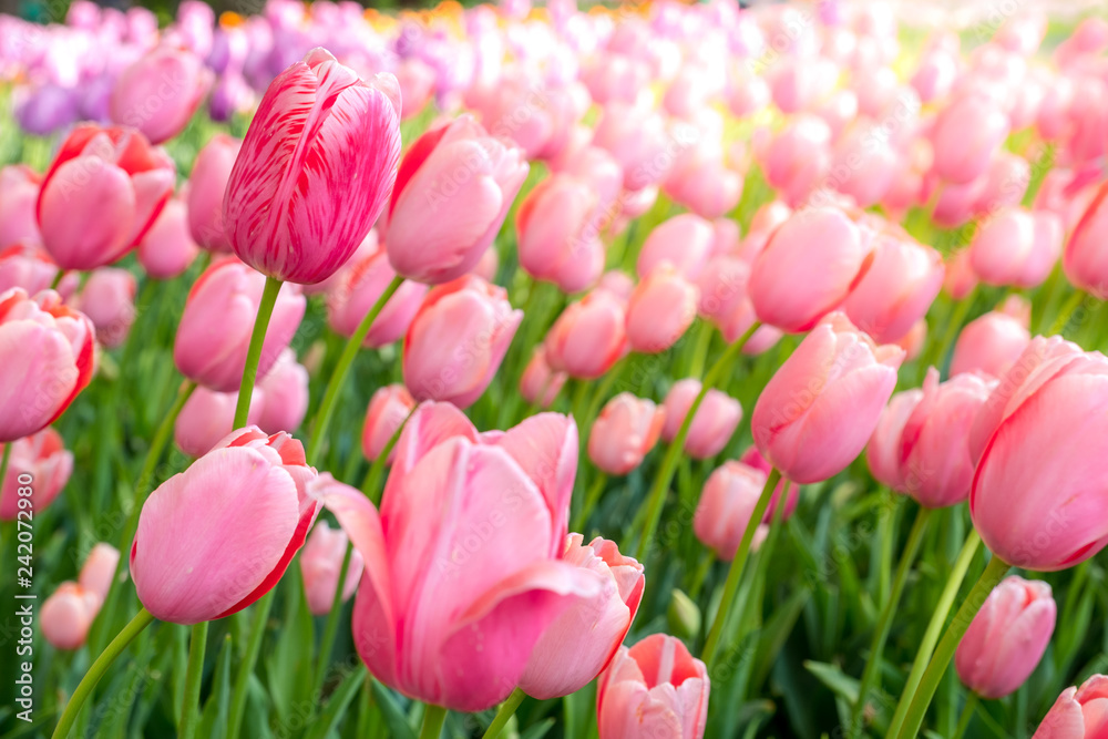 Fototapeta premium Tulips garden focus , soft blur of sun rise to colorful Tulips flowers field turn to soft pink color in spring Holland or Netherlands , in Europe.
