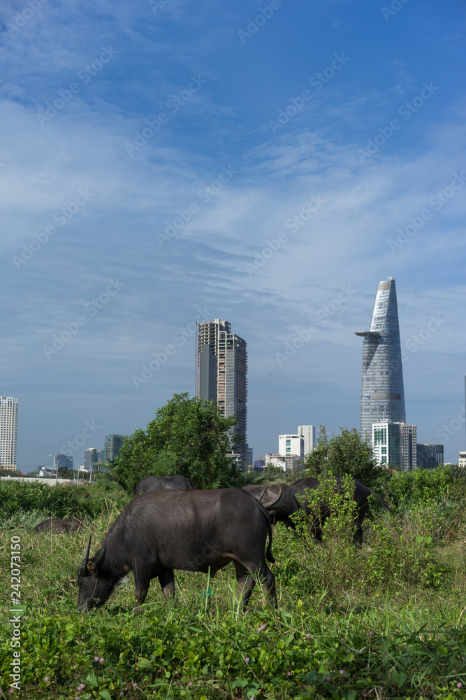 Fototapeta premium cow in the field with city view