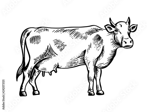 Sketch of cow drawn by hand. Livestock. Cattle. Animal grazing. Vector illustration like engraving.