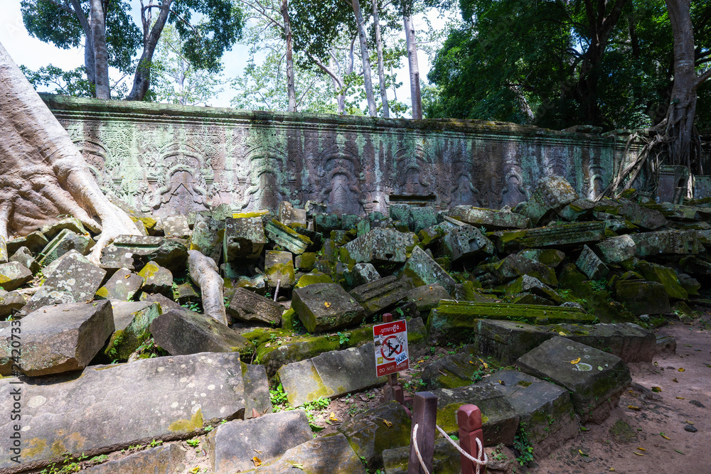 Obraz premium tetrameles growing on the ruins of Ta Prohm temple