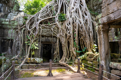 tetrameles growing on the ruins of Ta Prohm temple