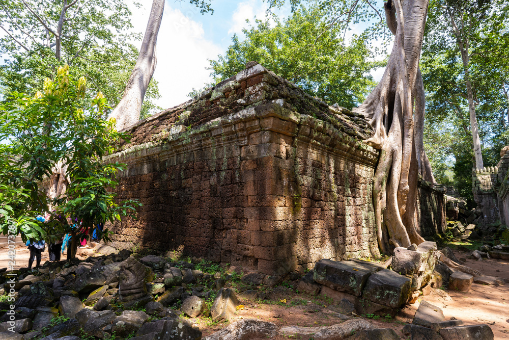 Fototapeta premium Ruins and tetrameles at Ta Prohm Temple