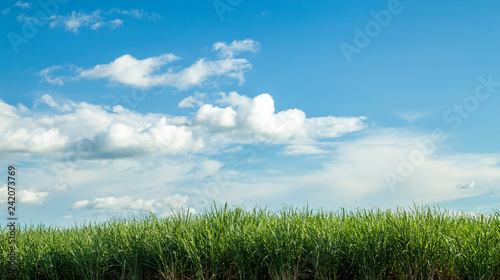 Sugar cane plantation sunset