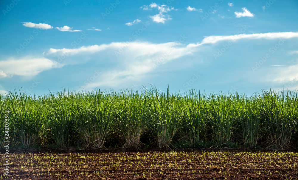 Obraz premium Sugar cane plantation sunset