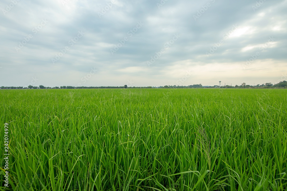 thailand green field, Wide angle