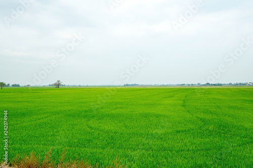 thailand green field  Wide angle