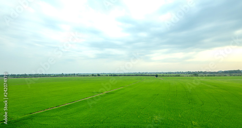 thailand green field, Wide angle © Kampol