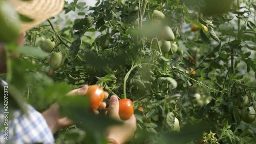 Young gardener picking up harvesting tomatoes in plantation with hat on head and blue shirt