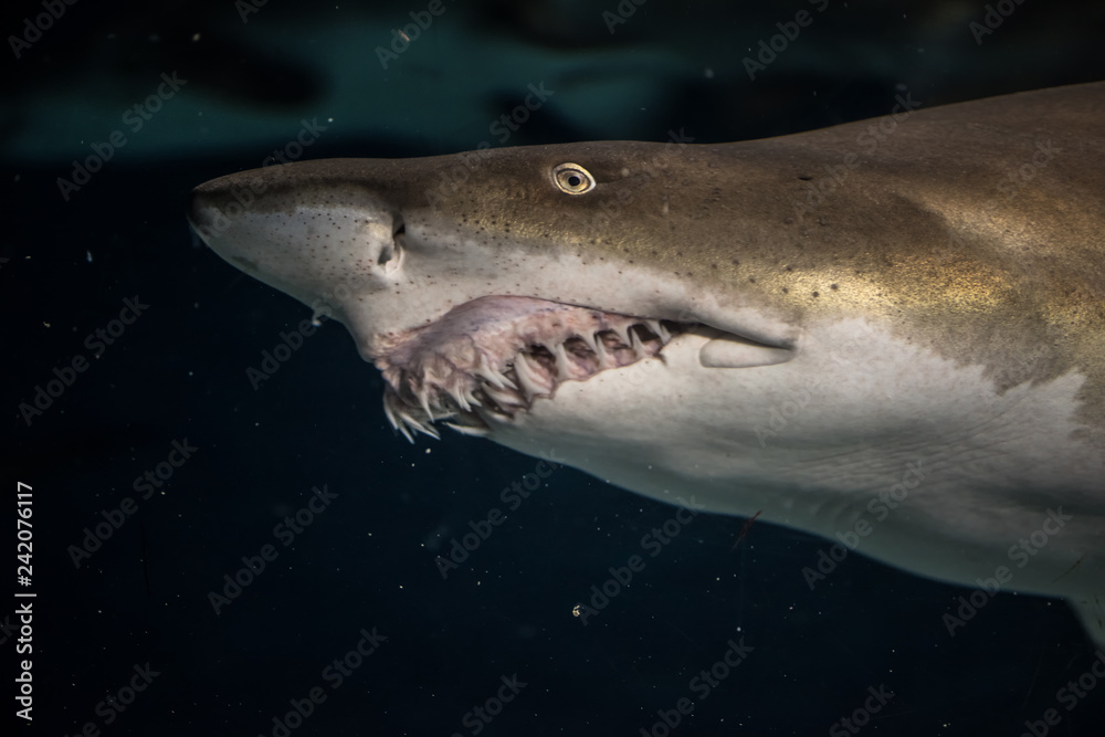 Close-up of a Sand Shark shot from below