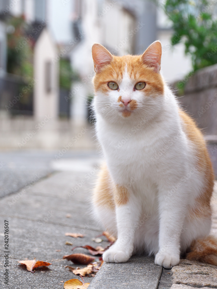 街角の猫 街角の猫