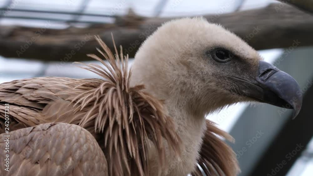Close up of a vulture's head and neck feathers. It faces right and moves head slightly back and forth. Close up of a vulture's head and neck feathers. It faces right and moves head slightly back and forth.
