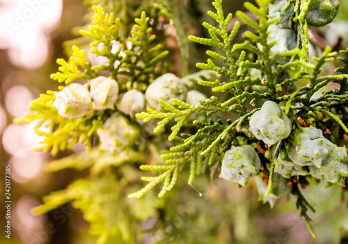 pine seed - green photo