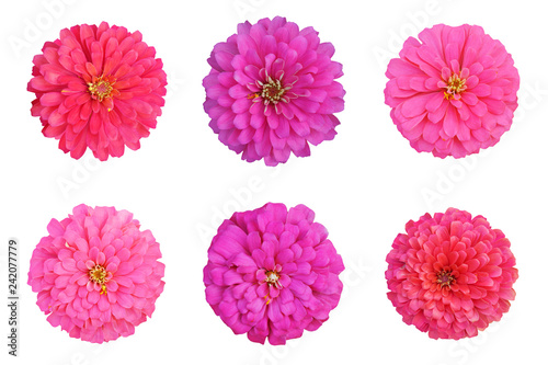 Billede på lærred set of  pink zinnia isolated on white background with clipping path