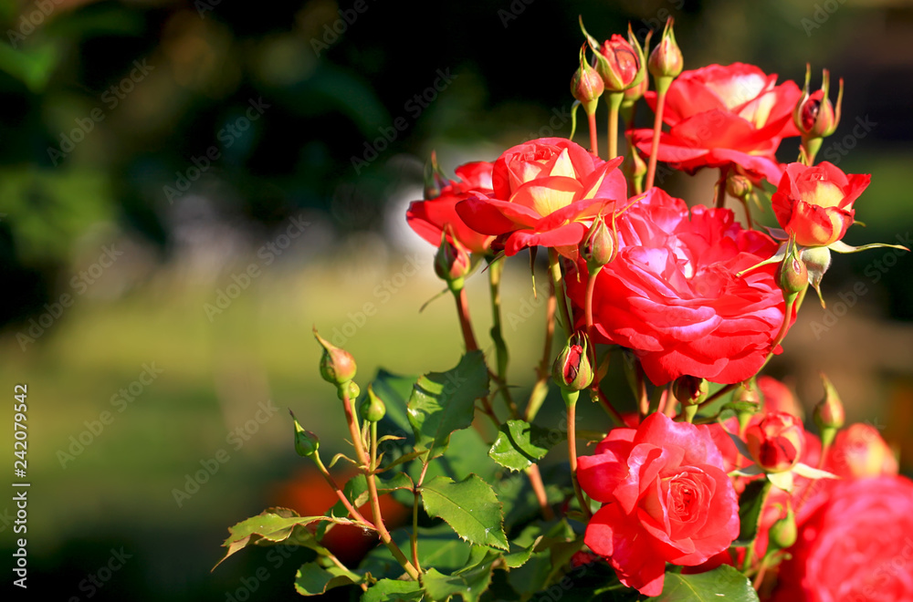Rose petals on the natural blurred background with clipping path. Closeup. For design, texture, background. Nature.