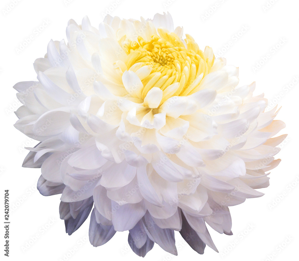 white  chrysanthemum  flower, yellow center. black background isolated  with clipping path.  Closeup. with no shadows. for design.