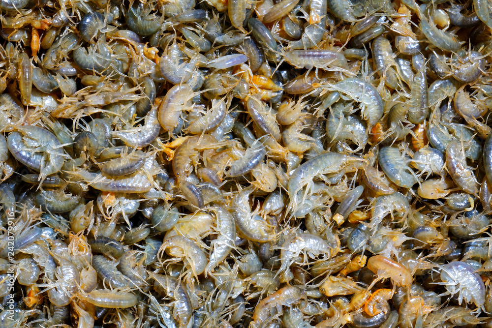 Many multicolored live crustaceans - scuds as background