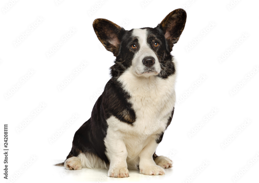 Welsh Corgi Cardigan Dog Isolated on White Background in studio Welsh Corgi Cardigan Dog Isolated on White Background in studio