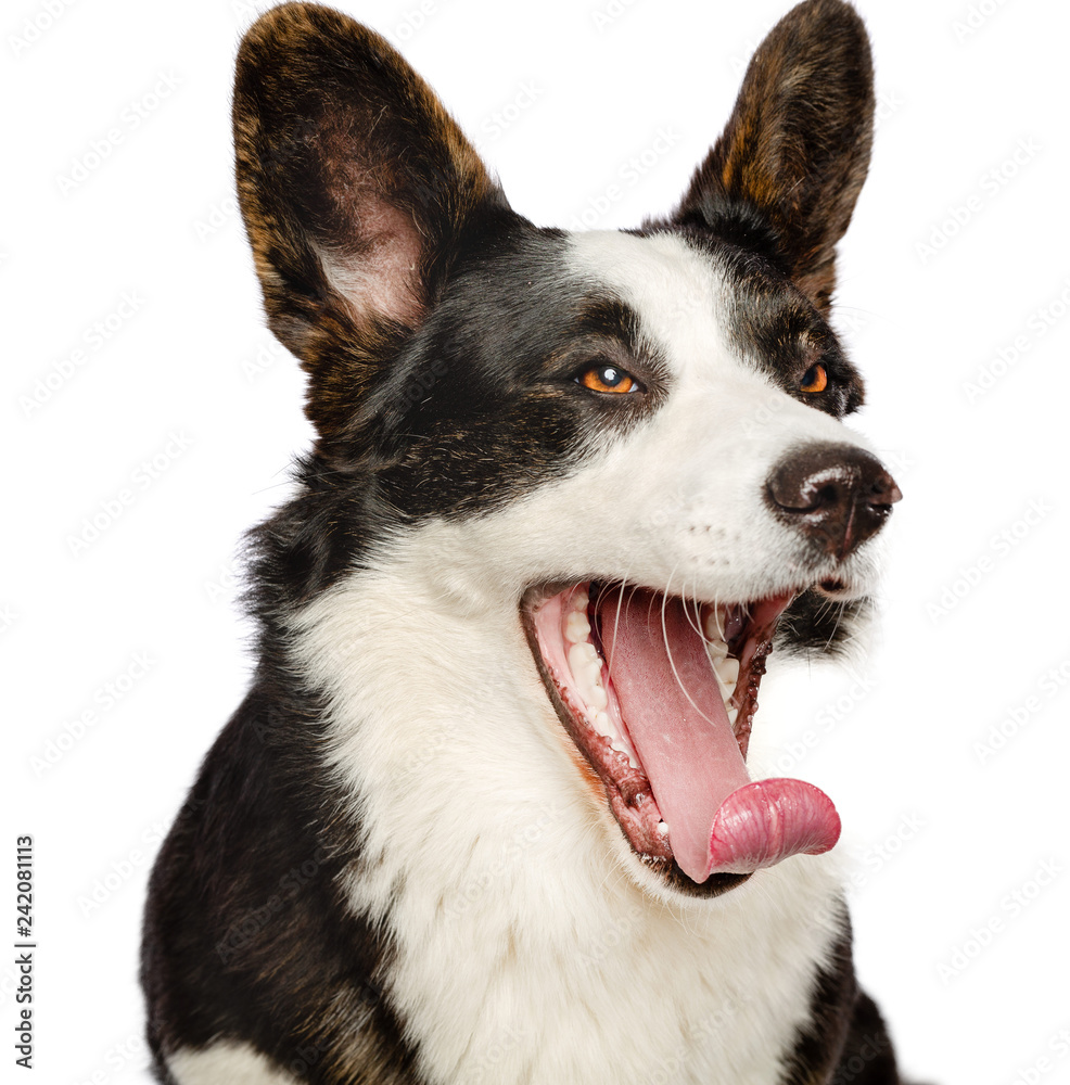 Welsh Corgi Cardigan Dog Isolated on White Background in studio Welsh Corgi Cardigan Dog Isolated on White Background in studio