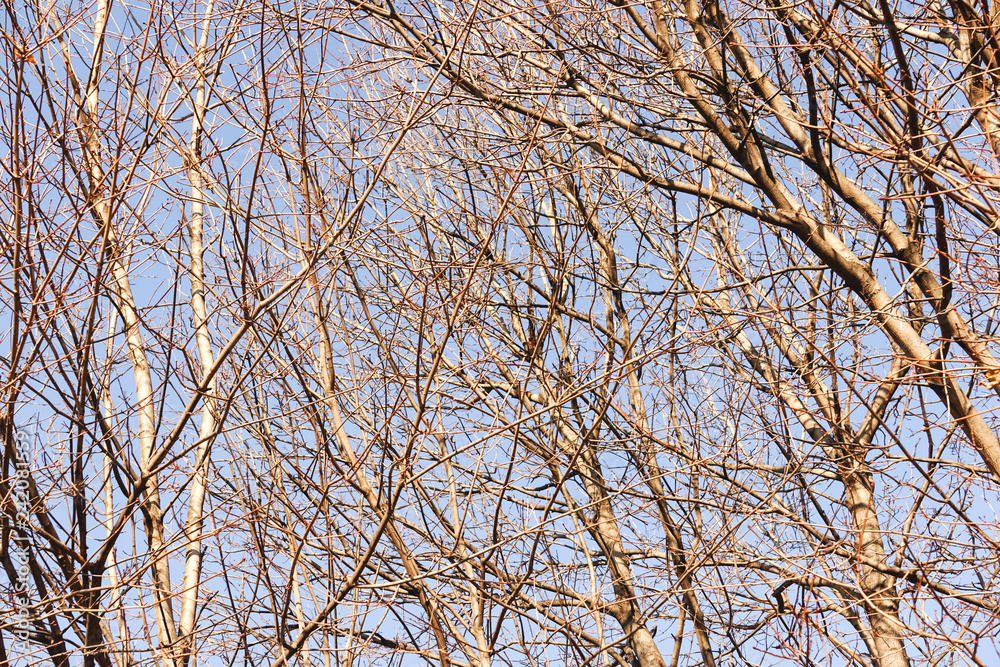 Closeup of bare maple trees in the winter time against blue sky. Hard light. Closeup of bare maple trees in the winter time against blue sky. Hard light.