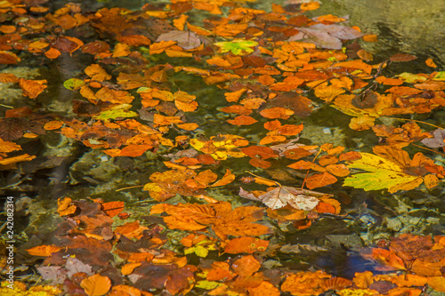 Herbstblätter treiben im Wasser