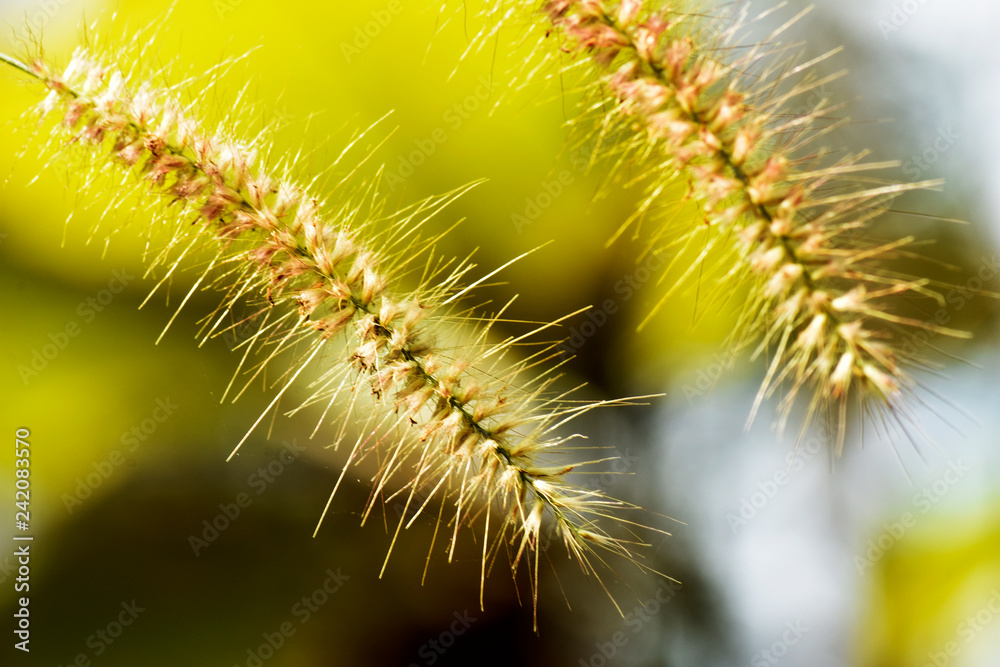 Background; yellow slender grass on a blurred background in a forest park