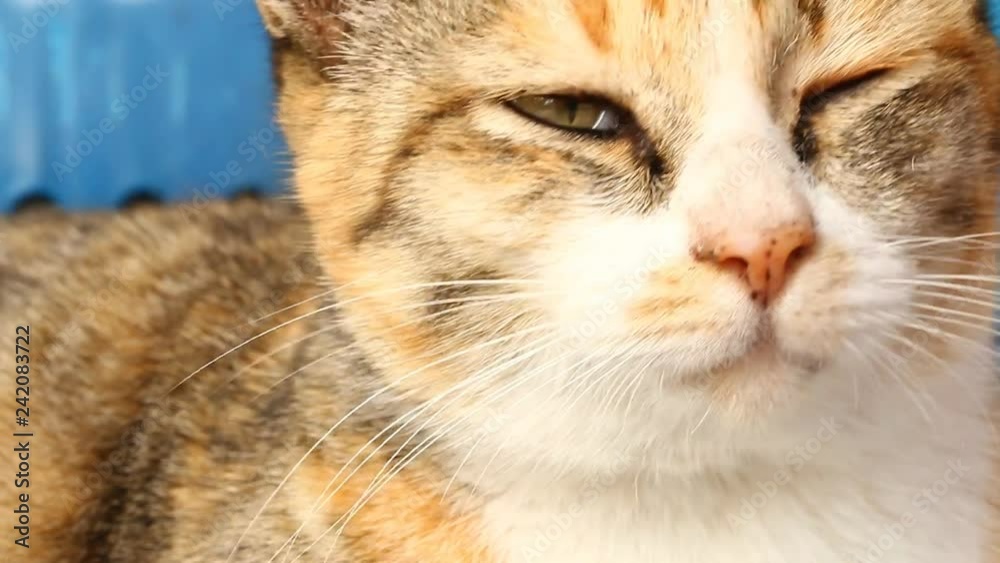 Close up cat face when she is sleeping
Close up cat face when she is sleeping