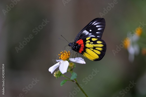 Butterfly from the Taiwan (Delias pasithoe curasena) Red shoulder butterfly