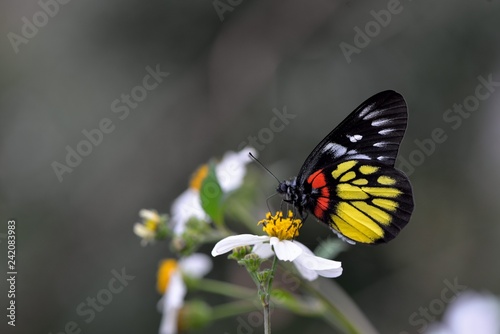 Butterfly from the Taiwan (Delias pasithoe curasena) Red shoulder butterfly photo