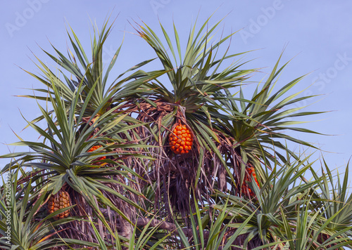 Red tropical fruits on a tree with green leaves against the sky