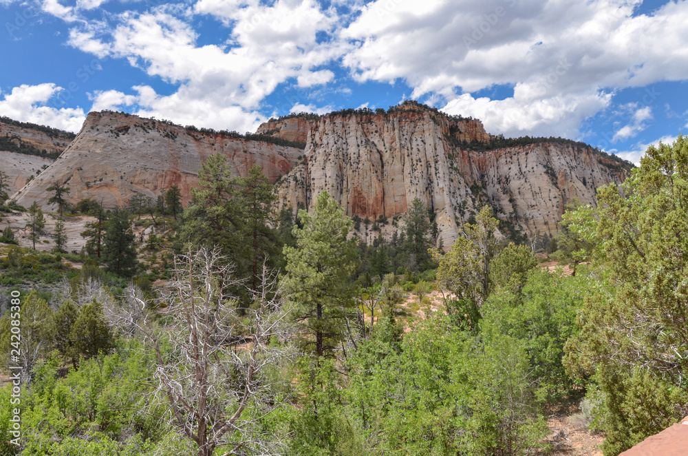 white cliffs and pine forest near Checkerboard Mesa viewpoint (Zion National Forest, Utah)