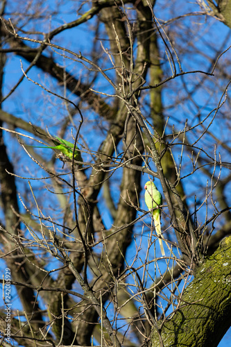 Parrots on the tree